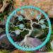 Tree shown as a decorative statement in indoor rock garden